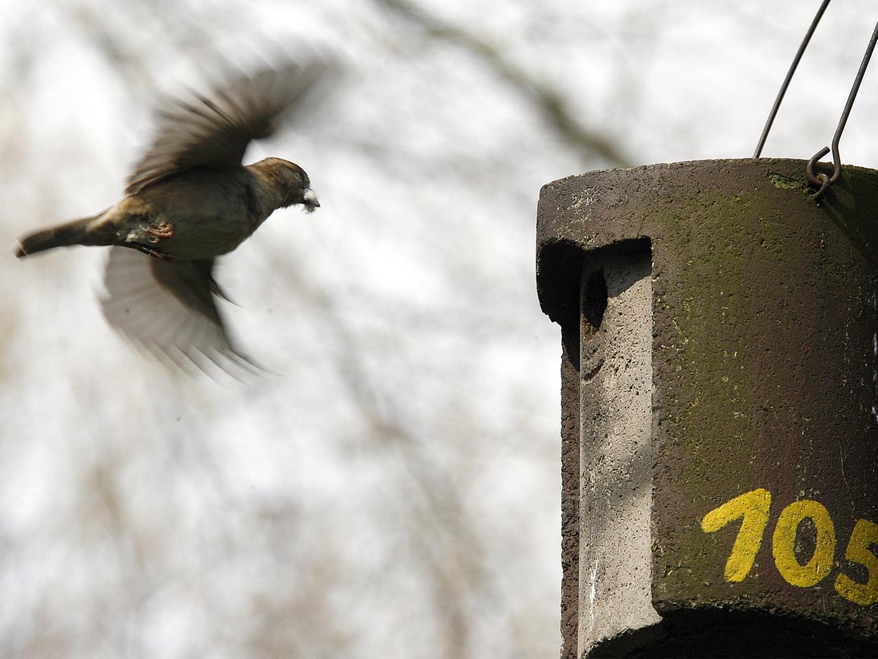 Ein Sperlingsweibchen fliegt einen Nistkasten aus Holzbeton an, es hält Nistmaterial im Schnabel.