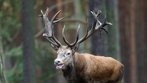 Ein paarungsbereiter Rothirsch (lat. Cervus elaphus) in der Brunft, aufgenommen am 08.10.2013 in einem Gehege im Wildpark Schorfheide in Groß Schönebeck (Brandenburg).