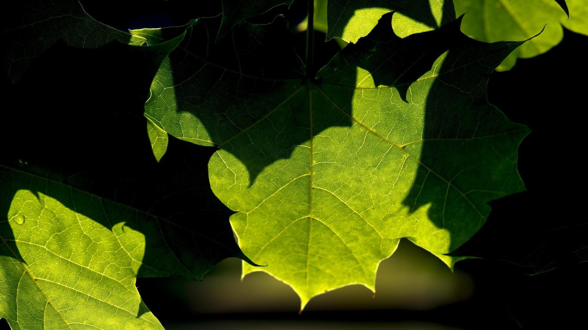 Licht und Schatten zeichnen sich am Freitag an satt grünen Blätter ab. Versehen mit Denkfabrik-Stempel.