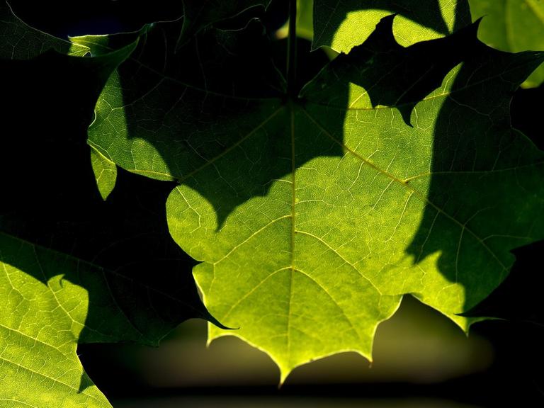 Licht und Schatten zeichnen sich am Freitag an satt grünen Blätter ab. Versehen mit Denkfabrik-Stempel.