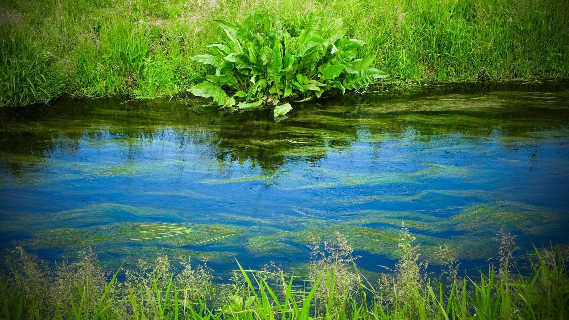 09.06.2020, Brandenburg, Die Erpe am Erpetal-Wanderweg zwischen Hoppegarten und Friedrichshagen. Hier wachsen Wasserpflanzen im Bach. 09.06.2020, Brandenburg, Die Erpe am Erpetal-Wanderweg zwischen Hoppegarten und Friedrichshagen. Hier wachsen Wasserpflanzen im Bach.