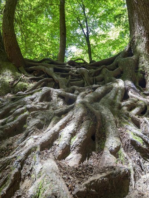Die Wurzeln von 2 alten Bäumen verschränken sich und wachsen oberirdisch sichtbar auf dem Waldboden (Symbolbild).