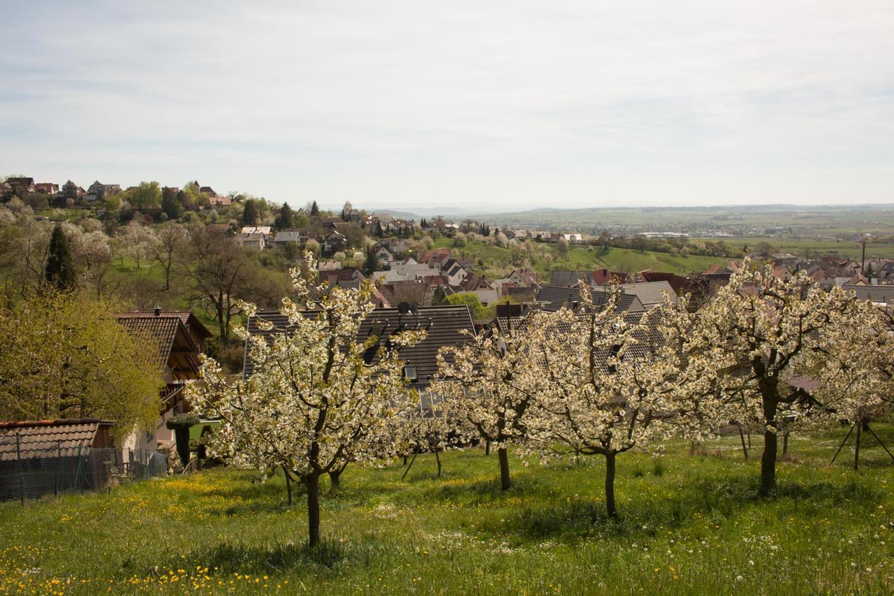 Blühende Abstbäume auf einer Wiese, im Hintergrund Häuser der Stadt Herrenberg 