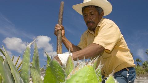 Ein mexikanischer Bauer, der auf dem Kopf einen Strohhut trägt, schneidet mit einer Machete eine Agave.