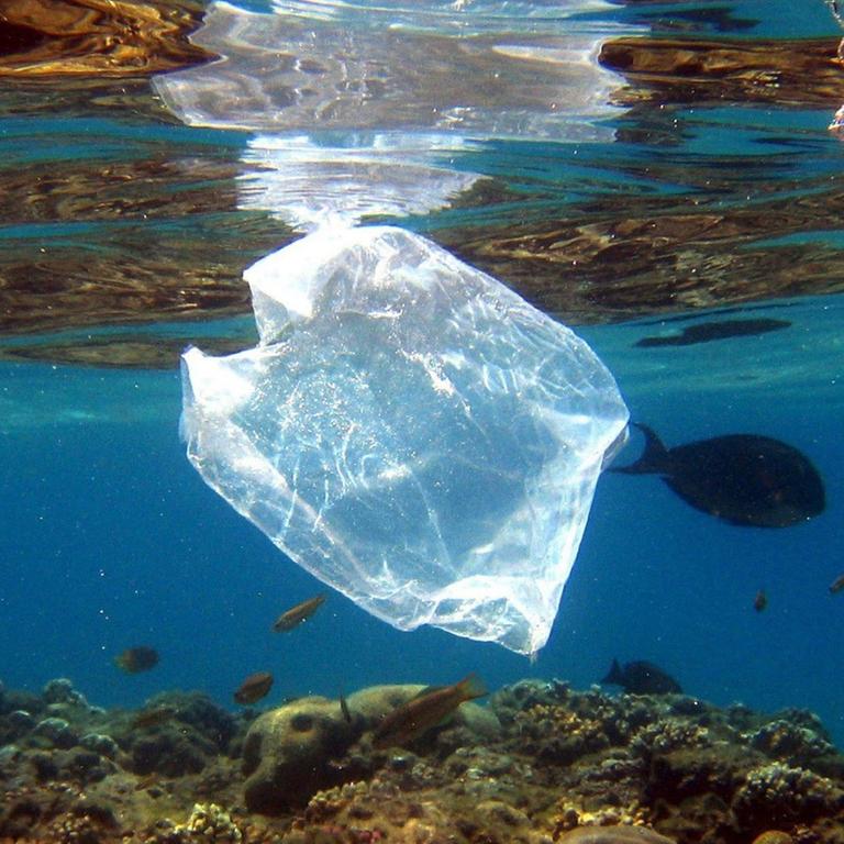 Eine Plastiktüte schwimmt über Korallen im Roten Meer in Ägypten.