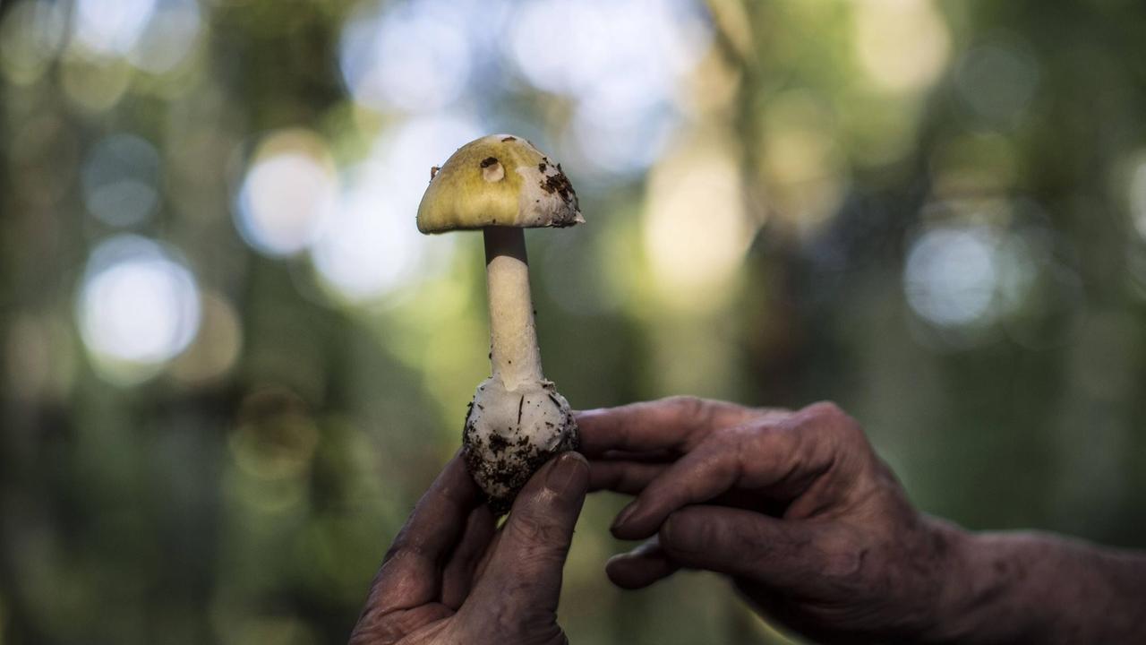 Ein Pilz mit grünlichweißer Kappe und deutlich erkennbarer Knolle am Ende des Stiels wird von einem Pilzberater in Händen gehalten.