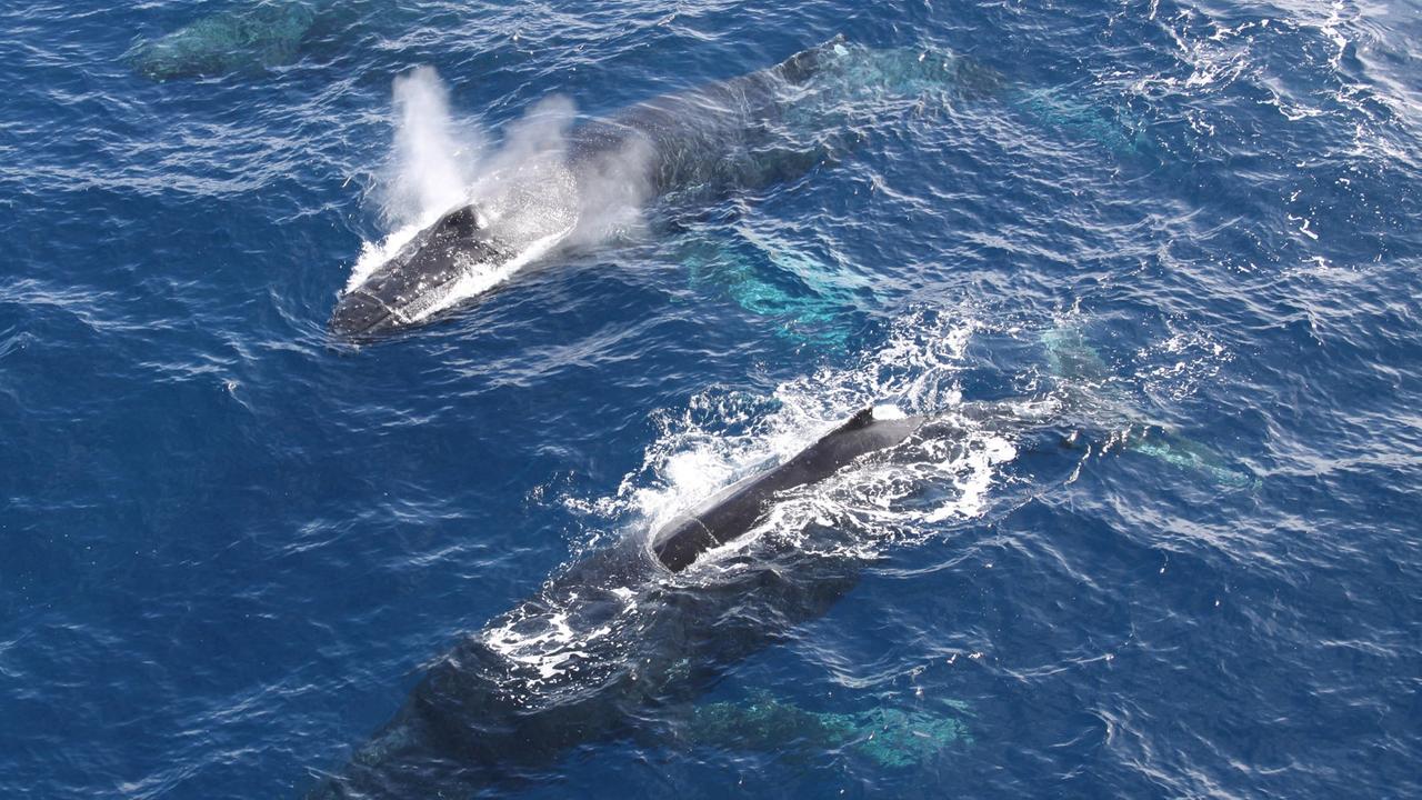 Zwei auftauchende Buckelwale