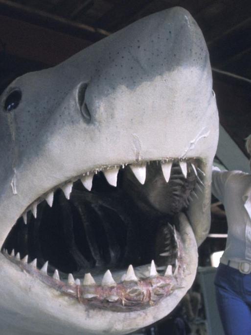 Ein weisser Hai aus Kunststoff diente als Attrappe für Stephen Spielbergs Film "Der Weisse Hai".