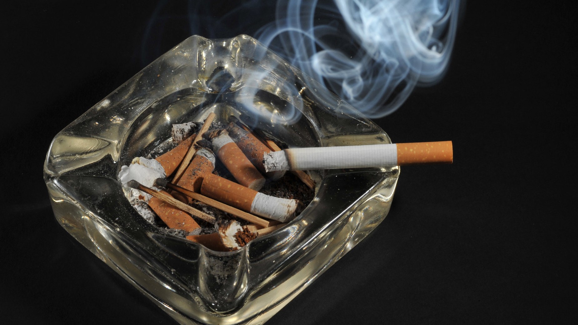 Tabakanbau in der Pfalz - Ein bisschen Gift kann nicht schaden