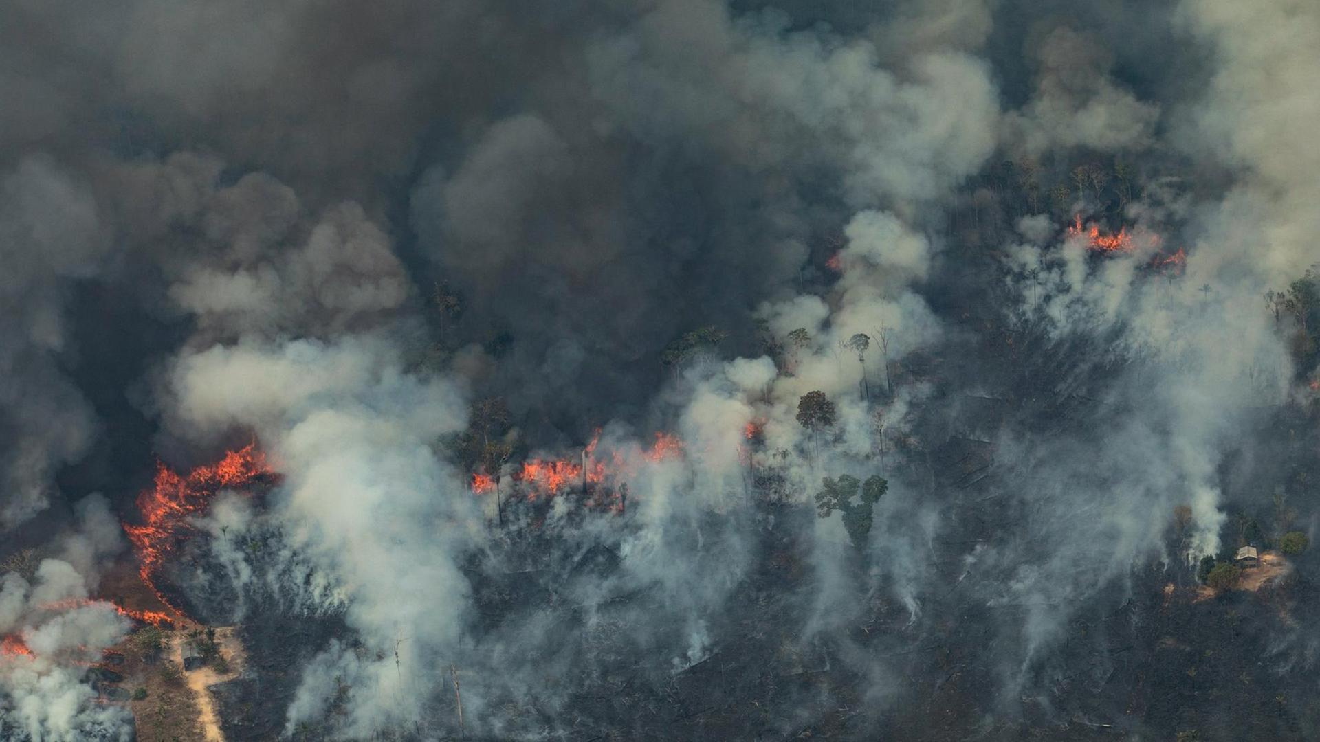 Der Amazonas brennt und Rauschschwaden hüllen den restlichen Wald ein.
