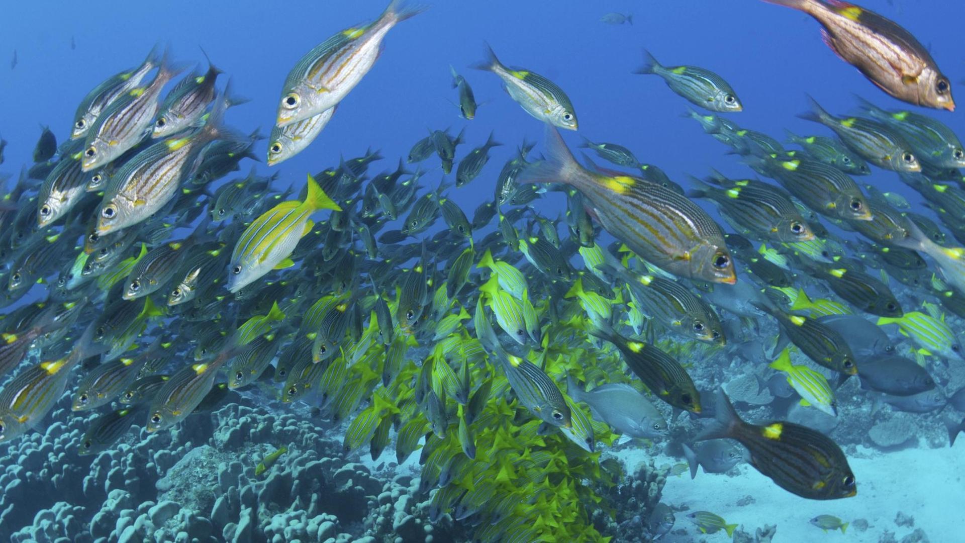 A picture taken on July 17, 2021 shows Common bluestripe snappers(yellow) and Striped large-eye breams, silver, swimming above pavona clavus colony off Hira-jima Island in Ogasawara Village, Tokyo. ( The Yomiuri Shimbun via AP Images )