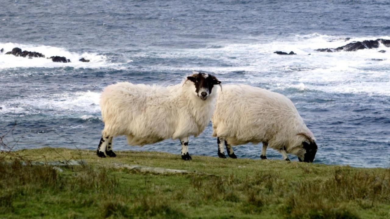Schafe grasen im Nordwesten der Grafschaft Donegal auf einer Weide an der Küste.