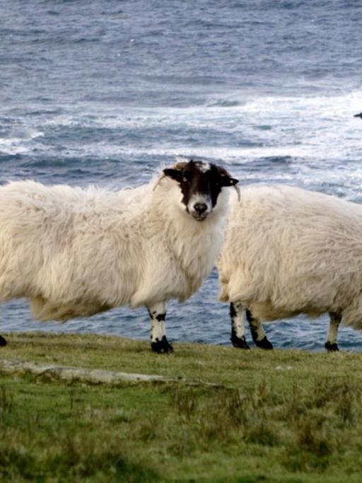 Schafe grasen im Nordwesten der Grafschaft Donegal auf einer Weide an der Küste.