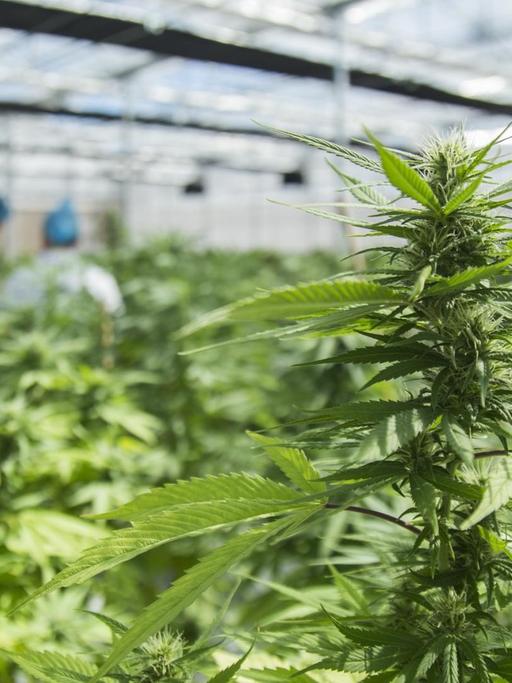 Cannabis-Produktion des Unternehmens International Cannabis Corp (ICC) in Libertad, Uruguay.