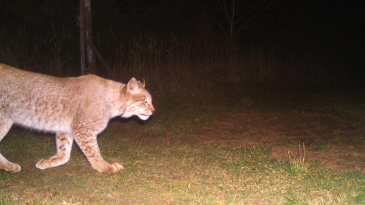 HANDOUT - 28.02.2019, Thüringen, ---: Ein Luchs ist auf einer Aufnahme einer Fotofalle im Südharz zu sehen. Im Thüringer Südharz seien in den vergangenen Jahren wiederholt Luchse gesichtet worden. Unklar sei aber bisher, wie viele der großen Katzen dort leben. Foto: BUND/Universität Göttingen//obs/dpa - ACHTUNG: Nur zur redaktionellen Verwendung im Zusammenhang mit der aktuellen Berichterstattung und nur mit vollständiger Nennung des vorstehenden Credits |