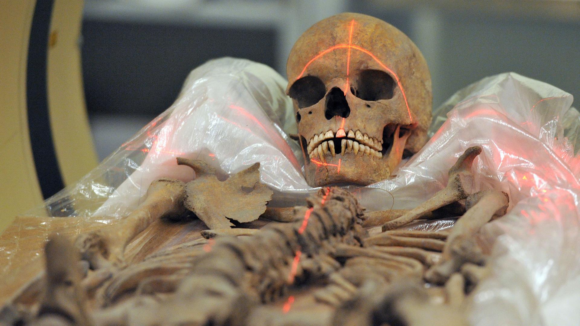 Das Skelett einer Frau aus der Bronzezeit liegt am Mittwoch (07.12.2011) in der Röhre eines Computertomographen im Museum für Naturkunde und Vorgeschichte Dessau, Sachsen Anhalt.