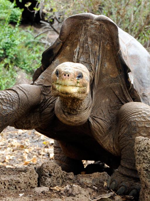 Die Riesenschildkröte "Lonesome George" im Galápagos National Park in Ecuador, aufgenommen 2007 - fünf Jahre vor ihrem Tod.