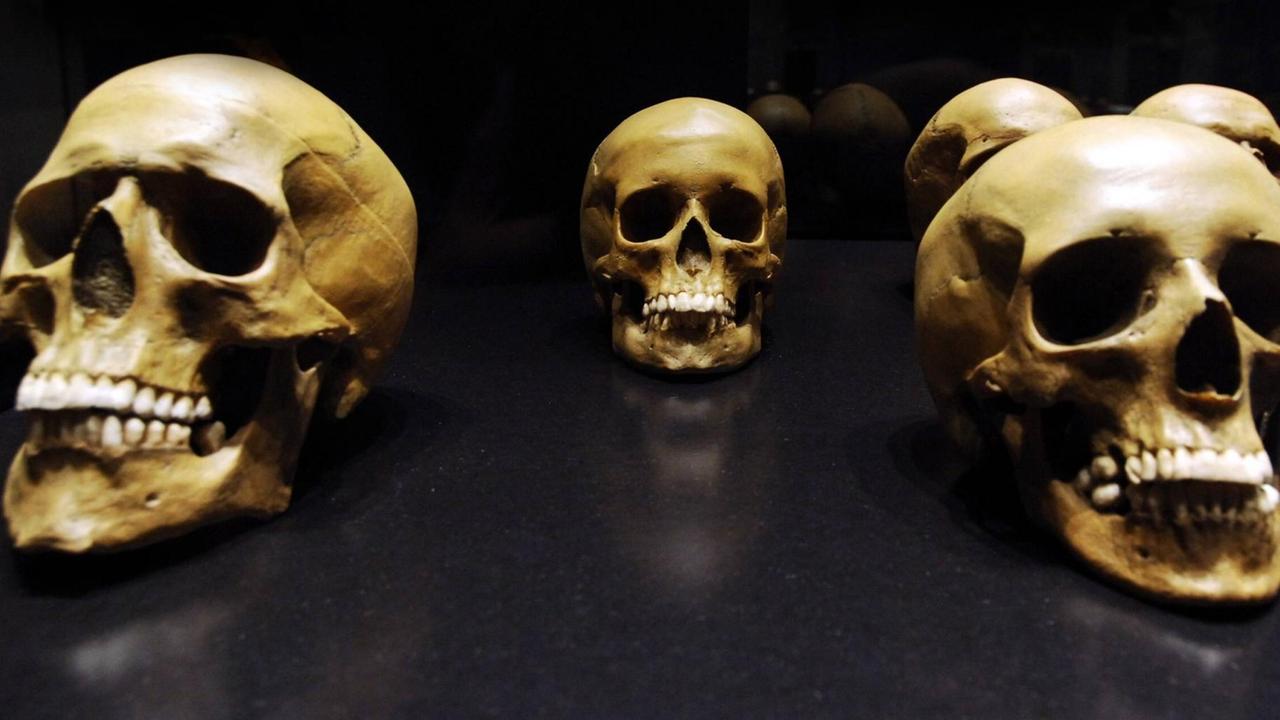 Neandertaler-Schädel während der Gastausstellung - Wege zum Menschen - im Museum für Naturkunde in Berlin Neandertaler-Schädel während der Gastausstellung - Wege zum Menschen - im Museum für Naturkunde in Berlin