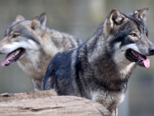 Zwei Wölfe im Wildpark Eekholt in Schleswig-Holstein