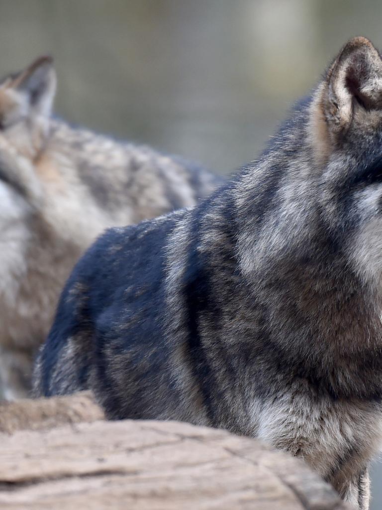 Zwei Wölfe im Wildpark Eekholt in Schleswig-Holstein