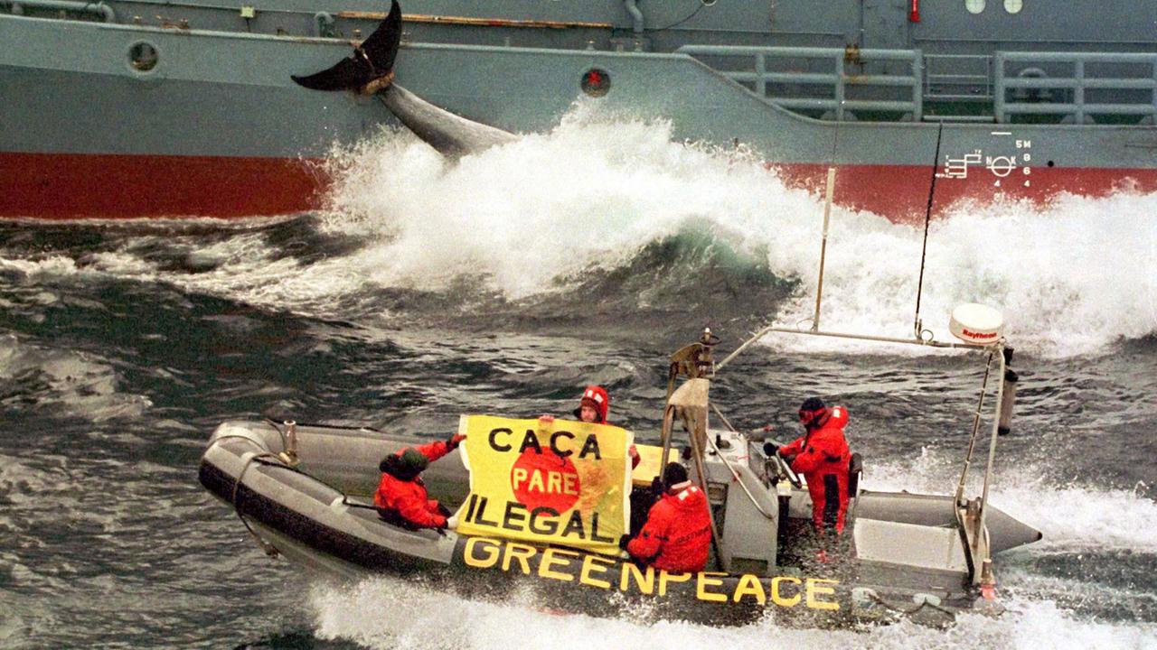 Greenpeace-Aktivisten in einem Schlauchboot fahren am 20.12.1999 an einem japanischen Verarbeitungsschiff im Walschutzgebiet in der Antarktis vorbei, um den Walfang zu stoppen. 