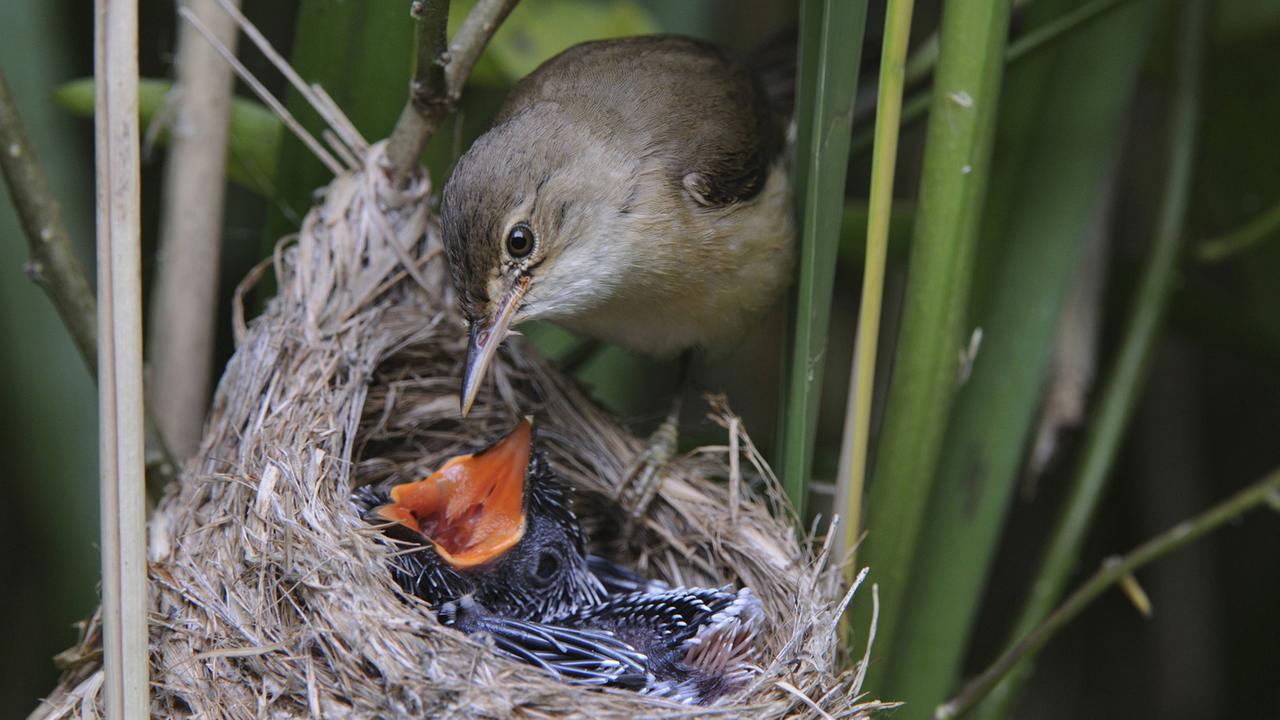 Ein junger Kuckuck wird im Nest von einem Teichrohrsänger gefüttert, Niedersachsen.