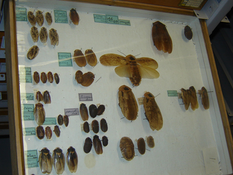 In mehr als 13.000 einheitlichen Holzkästen sind die über drei Millionen Insekten archiviert.