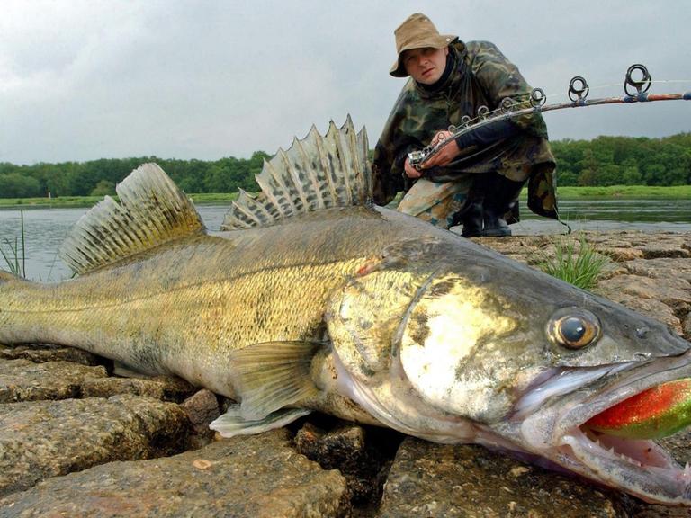 Der Angler René Grenz aus Frankfurt (Oder) mit einem 90 Zentimeter langen und rund sieben Kilogramm schweren Zander am deutsch-polnischen Grenzfluss Oder nahe Lebus im Jahr 2003