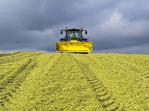 Fahrsilo mit Mais-Silage