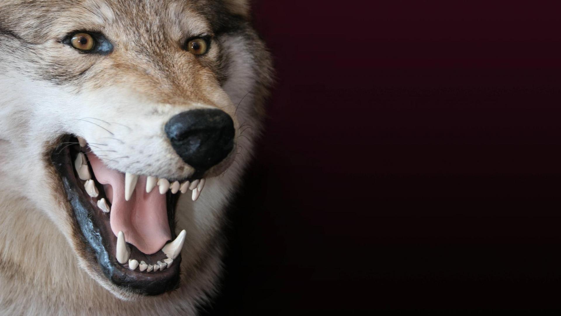 Ein Wolf fletscht die Zähne.