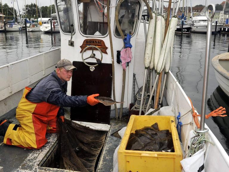 Fischer sortieren, wiegen und verarbeiten den Fang des Tages - rund 15 Kilo Schollen und Flundern am Hafen von Flensburg.