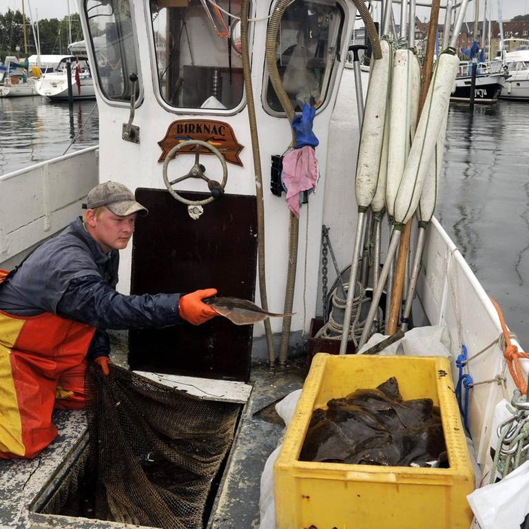 Fischer sortieren, wiegen und verarbeiten den Fang des Tages - rund 15 Kilo Schollen und Flundern am Hafen von Flensburg. 