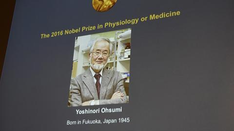 epa05568021 A photo of Yoshinori Ohsumi of Japan is shown on a screen at the Nobel Forum in Stockholm, after the Committee announcement he won the 2016 Nobel Prize in Medicine, in Stockholm, Sweden, 03 October 2016. The Japanese investigator is to receive the Nobel Prize for Medicine for his research into autophagy, the Karolinska Institute of Stockholm announced in their media release. EPA/STINA STJERNKVIST SWEDEN OUT |