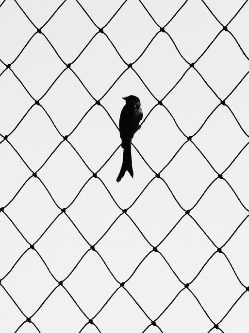 Ein großer Zaun aus Draht, daran sitzt - klein im Bild - ein Vogel.