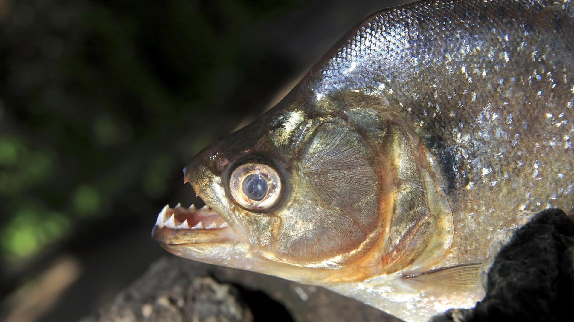 Ein männlicher, erwachsener Piranha (Pygocentrus nattereri) zeig seine Zähne in Brasilien.