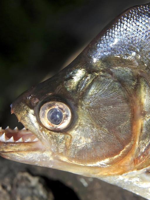 Ein männlicher, erwachsener Piranha (Pygocentrus nattereri) zeig seine Zähne in Brasilien.