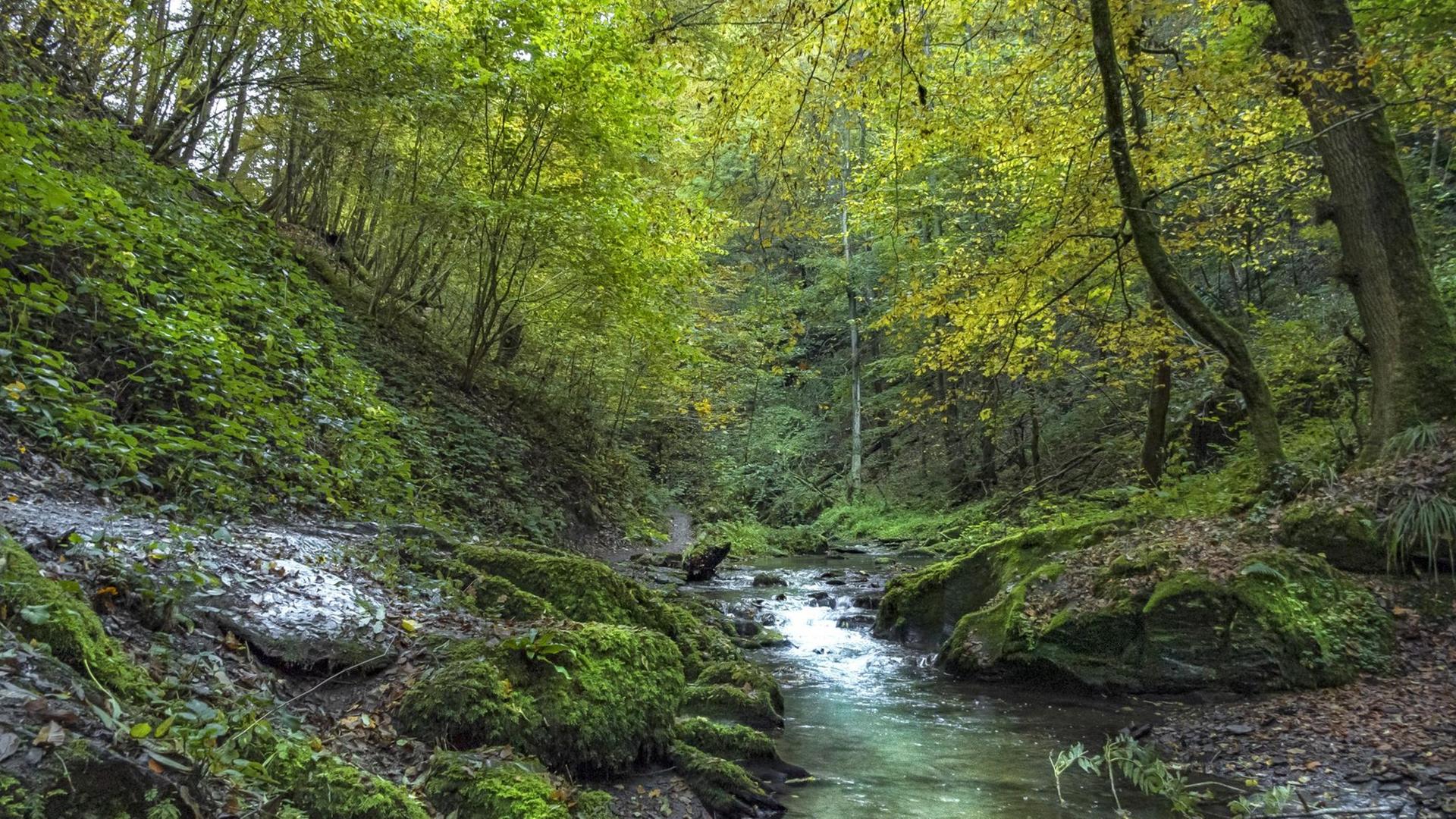 Das Bild zeigt einen Bach, der durch einen Wald fließt.