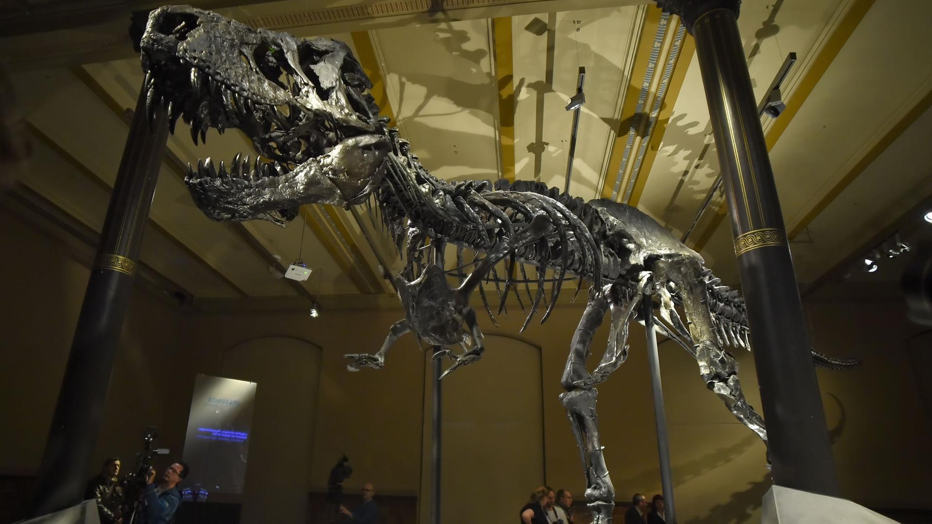 Das Skelett des Tyrannosaurus Rex namens "Tristan Otto" ist am 16.12.2015 im Naturkundemuseum in Berlin ausgestellt.