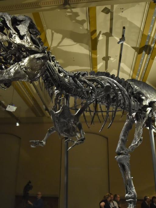 Das Skelett des Tyrannosaurus Rex namens "Tristan Otto" ist am 16.12.2015 im Naturkundemuseum in Berlin ausgestellt.