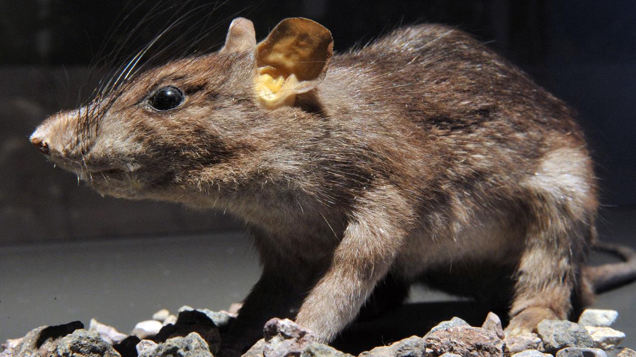 Eine präparierte Ratte