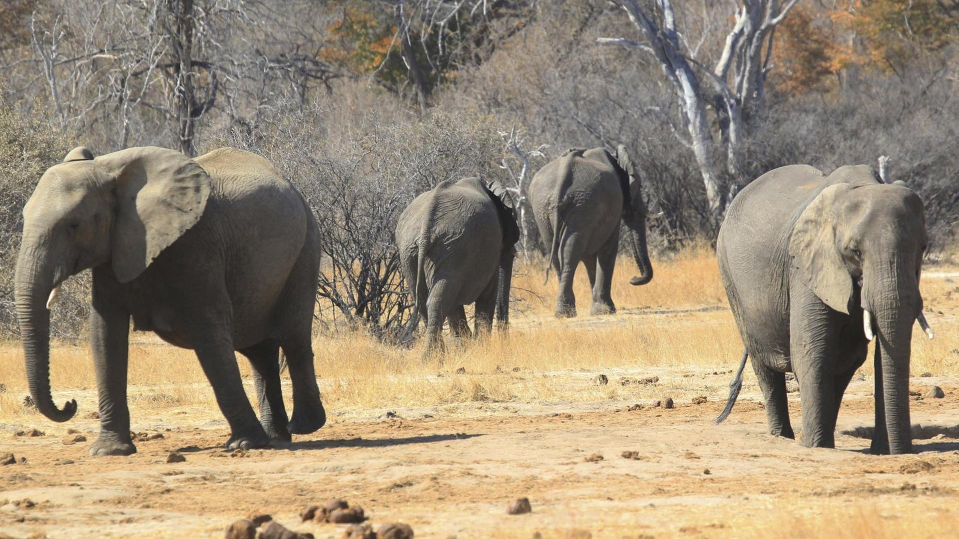 Elefanten durchstreifen den Hwange-Nationalpark in Simbabwe