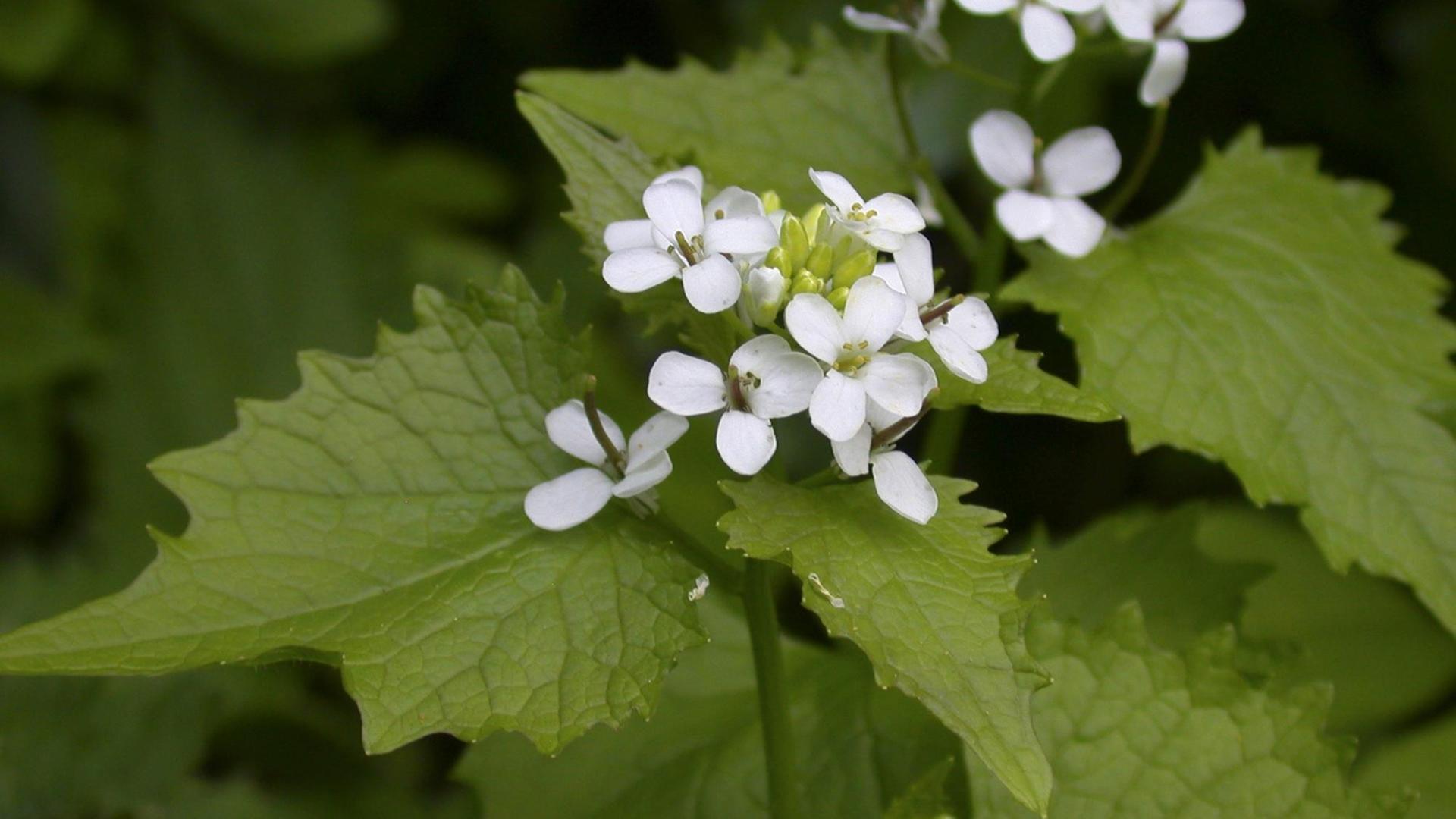 Knoblauchrauke