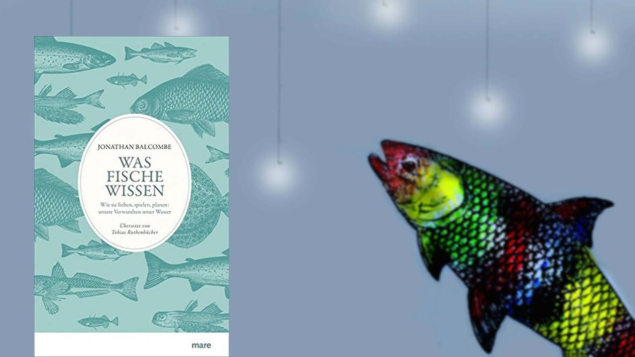 Jonathan Balcombe: "Was Fische wissen - Wie sie lieben, spielen, planen", mare Verlag