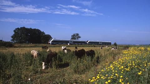 Ein moderner Zug fährt durch eine Landschaft mit Wiesen und Kühen auf der Weide.