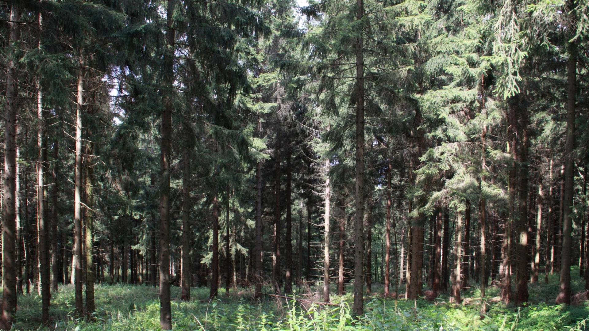 Dichter Nadelwald mit Fichten im Harz Dichter Nadelwald mit Fichten im Harz