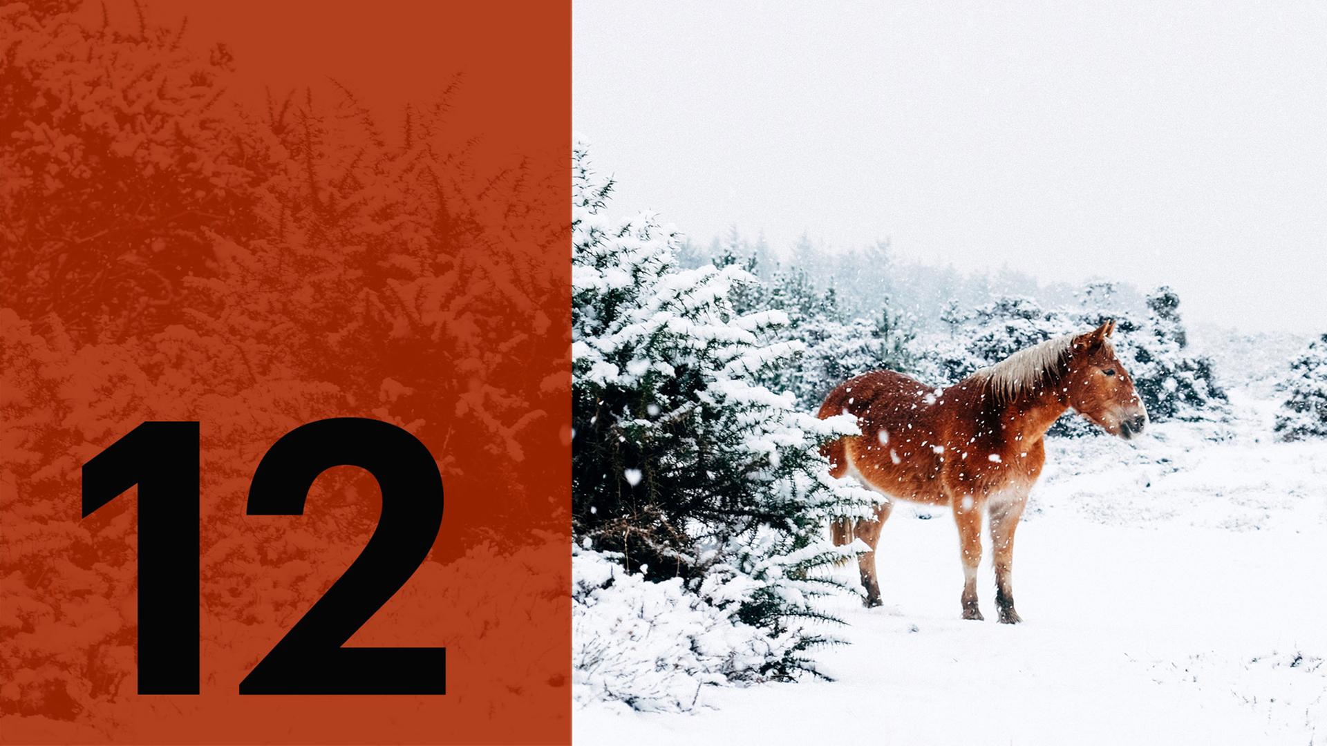 Im Hintergrund ein Pferd im Schnee, im Vordergrund die Zahl Zwölf. Im Hintergrund ein Pferd im Schnee, im Vordergrund die Zahl Zwölf.