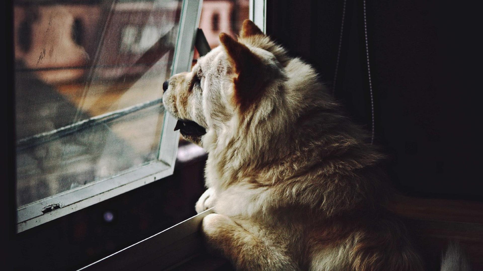 Ein Hund sitzt in einer Wohnung und guckt aus dem Fenster.
