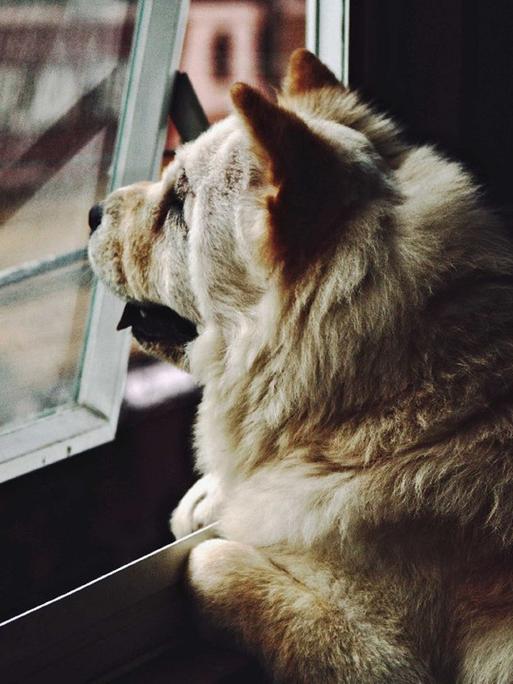 Ein Hund sitzt in einer Wohnung und guckt aus dem Fenster.
