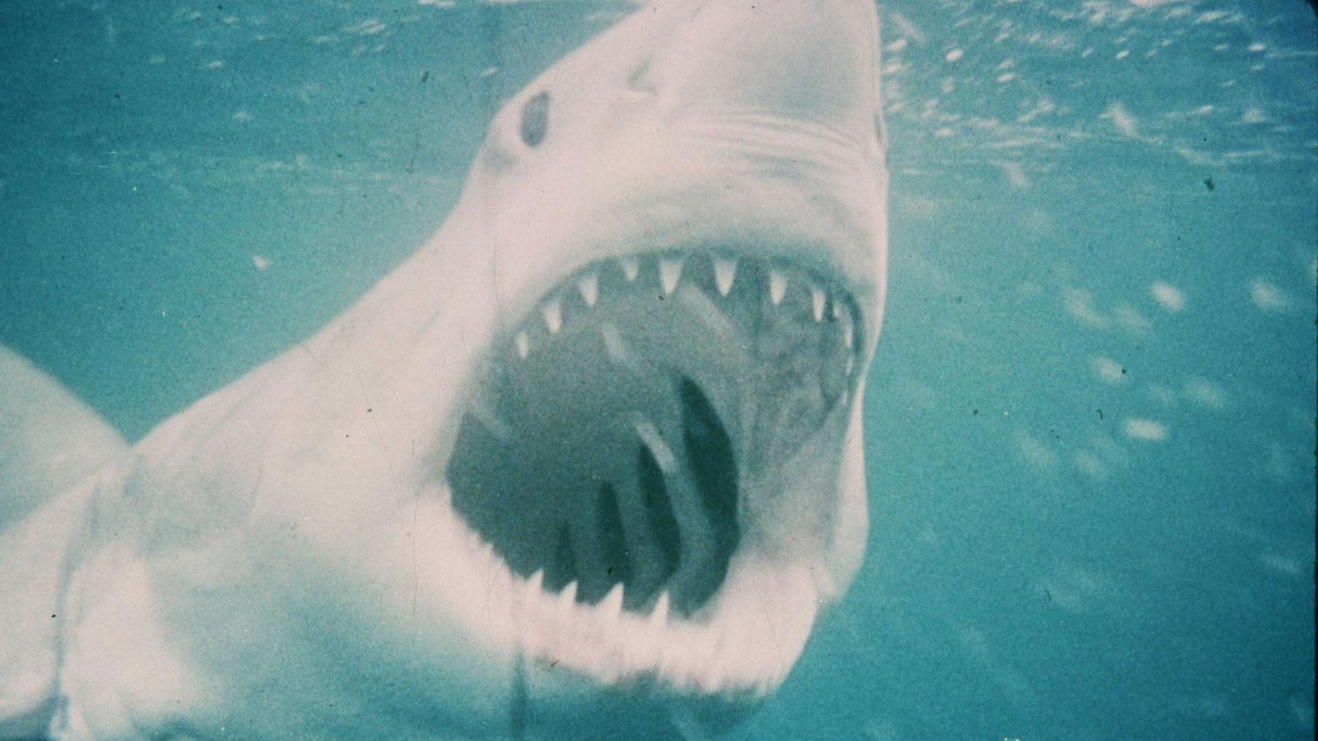 "Der weiße Hai" von Stephen Spielberg (1975)