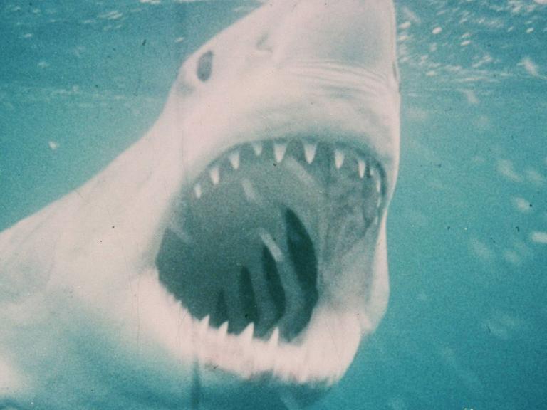 "Der weiße Hai" von Stephen Spielberg (1975)